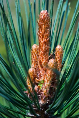 Pinus tabuliformis var. mukdensis - borovice čínská - svíce